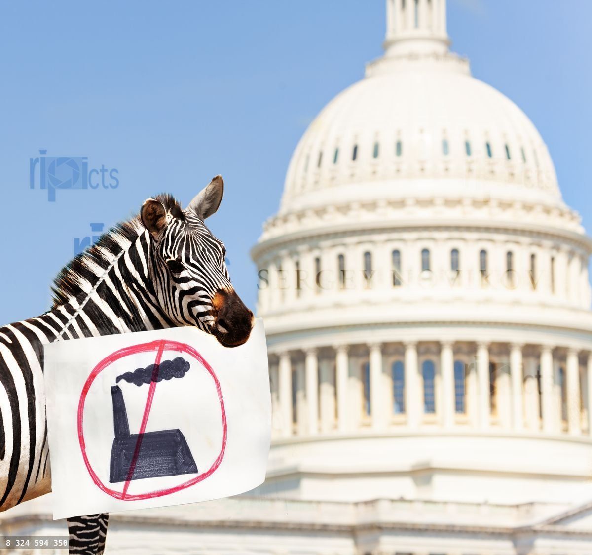 Zebra protester holding sign with no plant factory