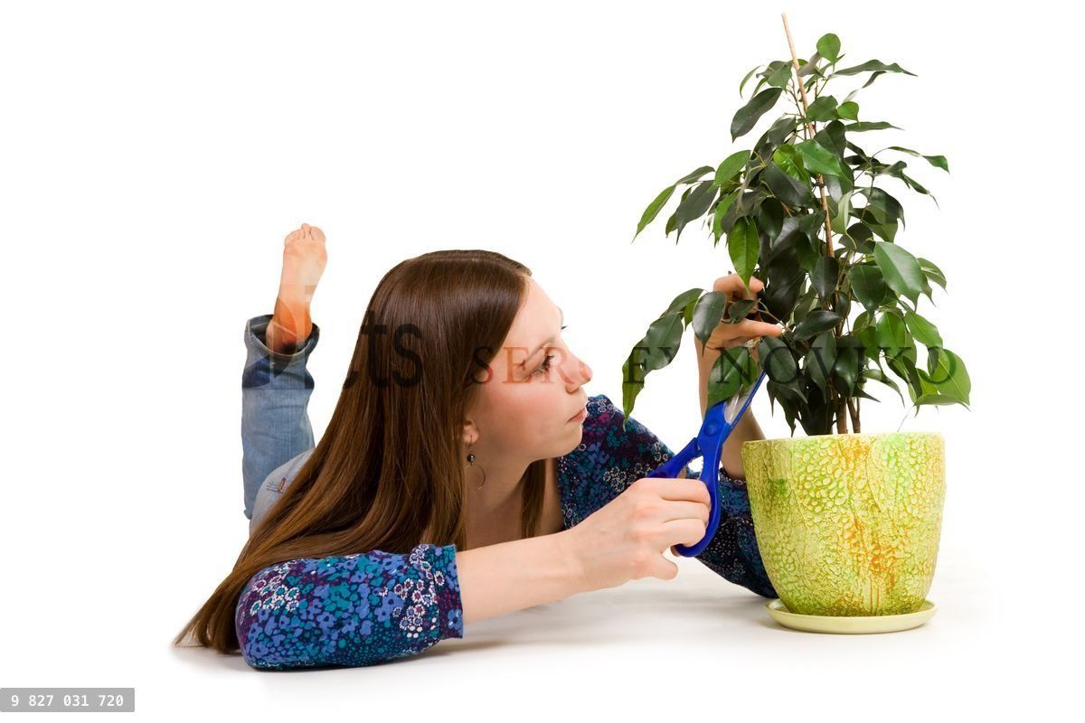 Woman cuttion plant with blue scissors