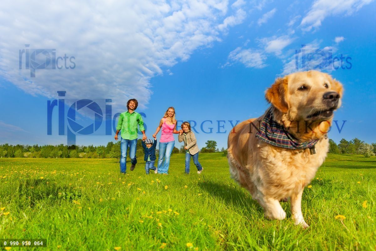 Running dog in front of happy family
