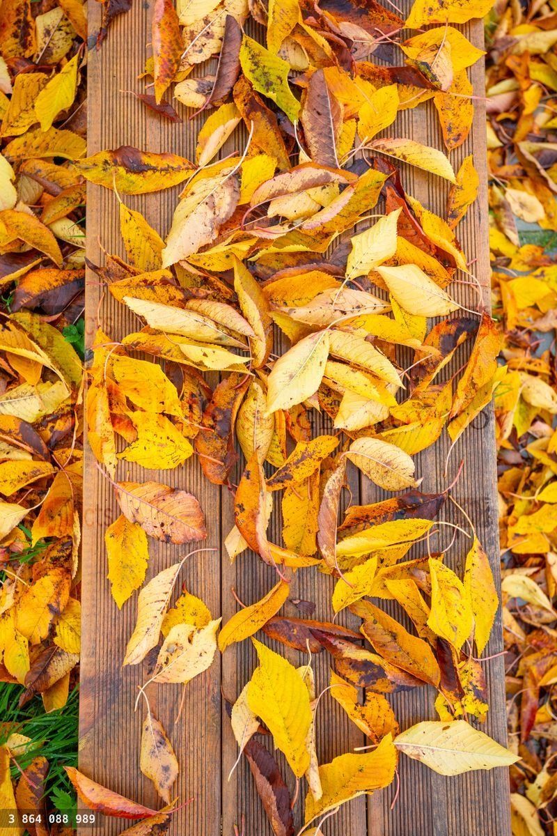 Wooden bench and colorful autumn orange leaves