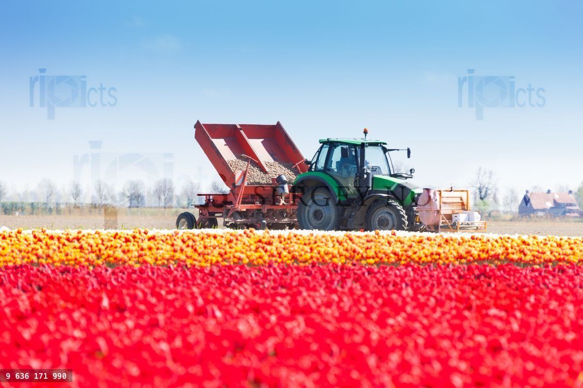 Campo de tulipas cor-de-rosa e trator trabalhando ao fundo