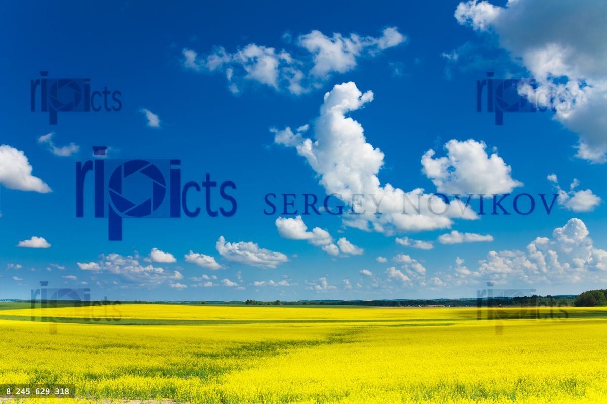 Yellow rapeseed field and clouds