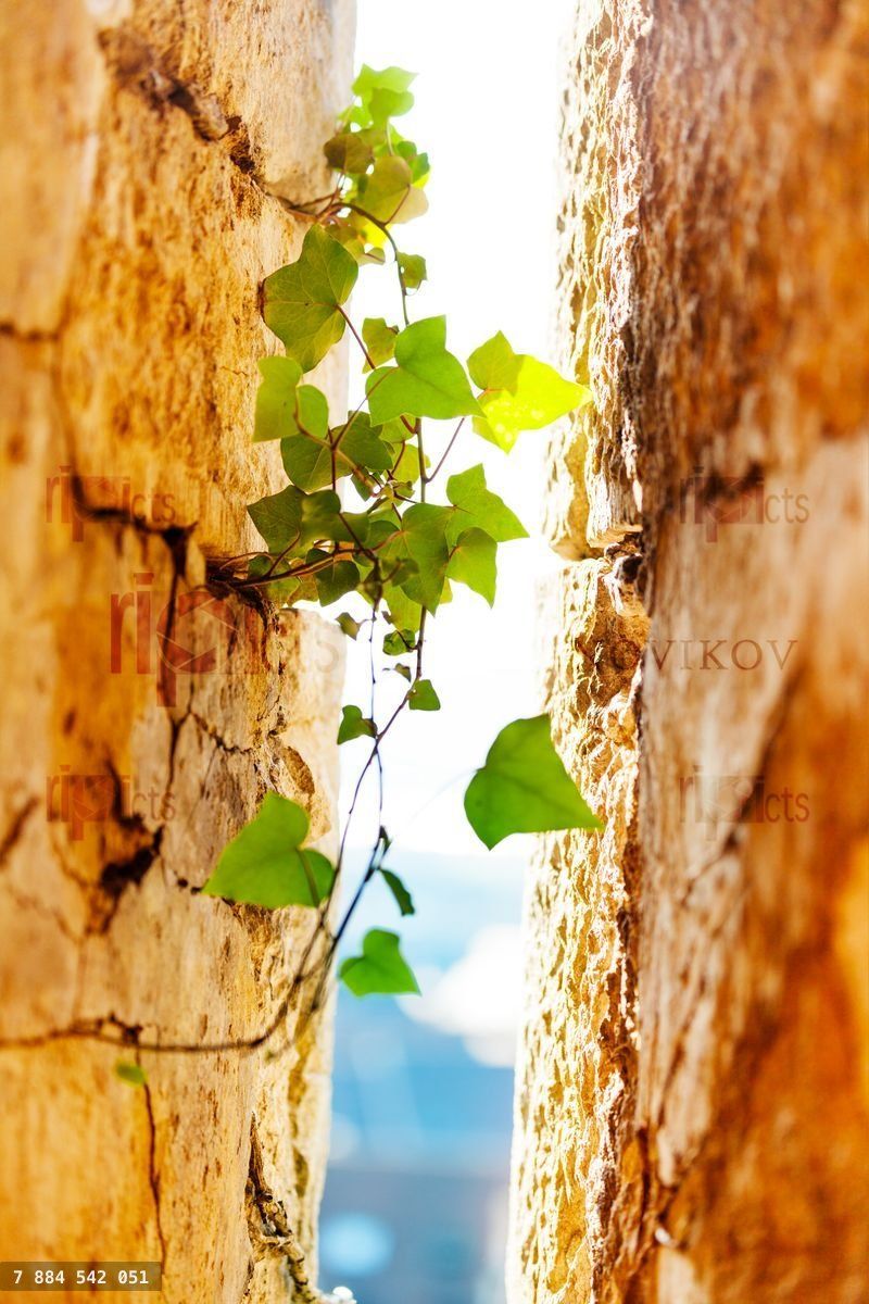 Fresh shoots of ivy plant creeping sandstone walls