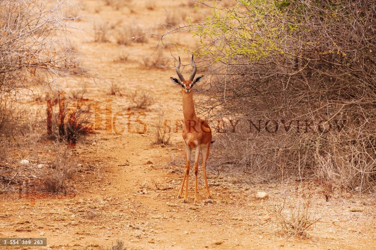 Gerenuk standing next to bushes with green leaves