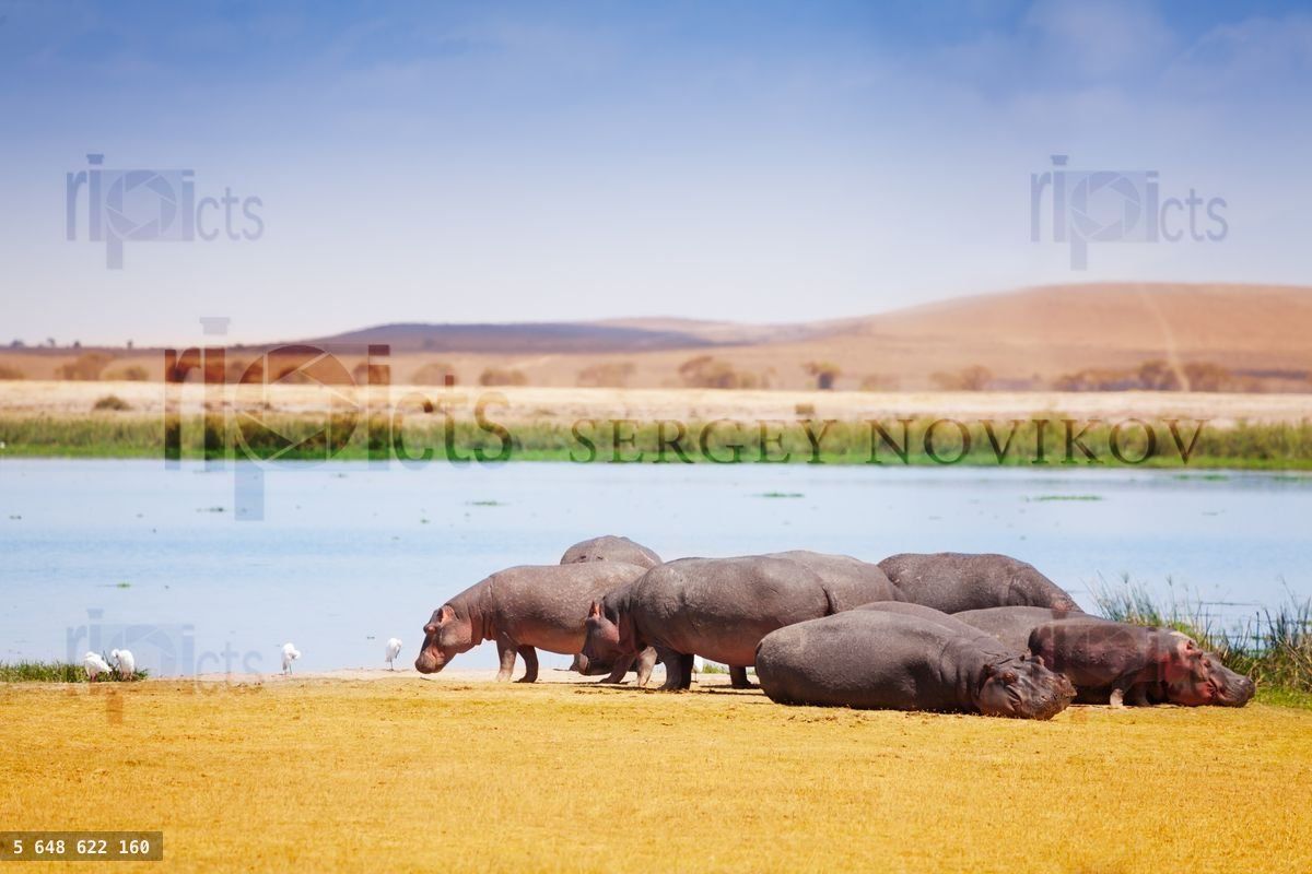 Group of hippopotamus near the lake in Kenya