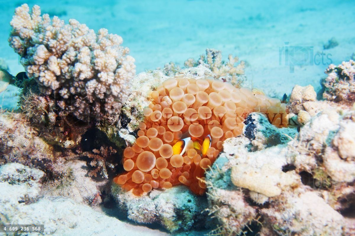 Clownfish in the coral underwater image in the sea