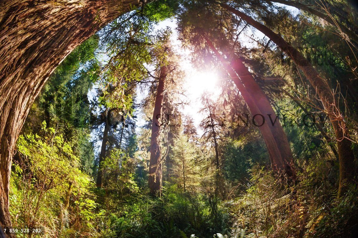 Giant sequoias in depths of Redwood National Park