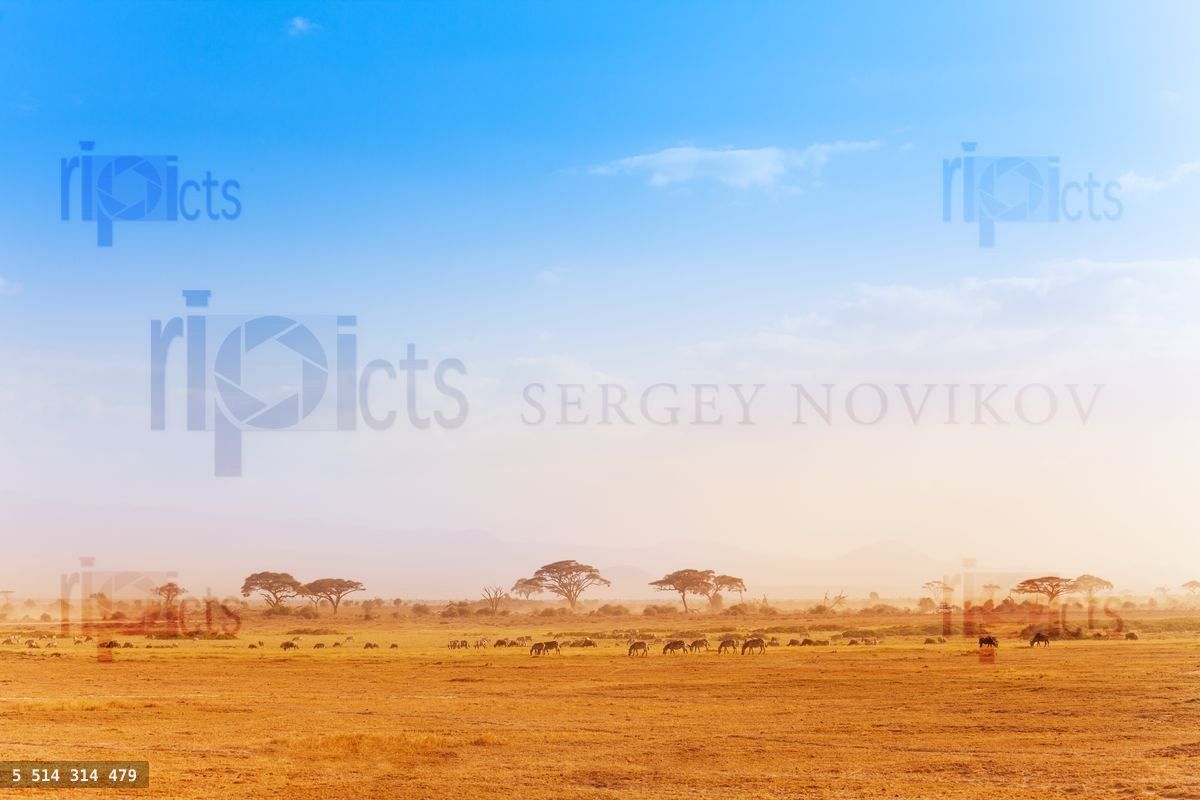 Big zebras herd in the distance of African savanna