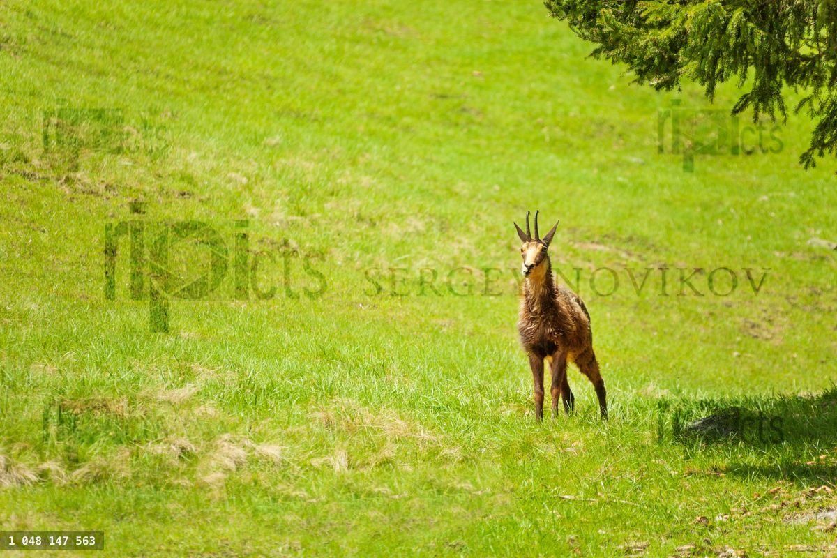 Gazelle in the meadow