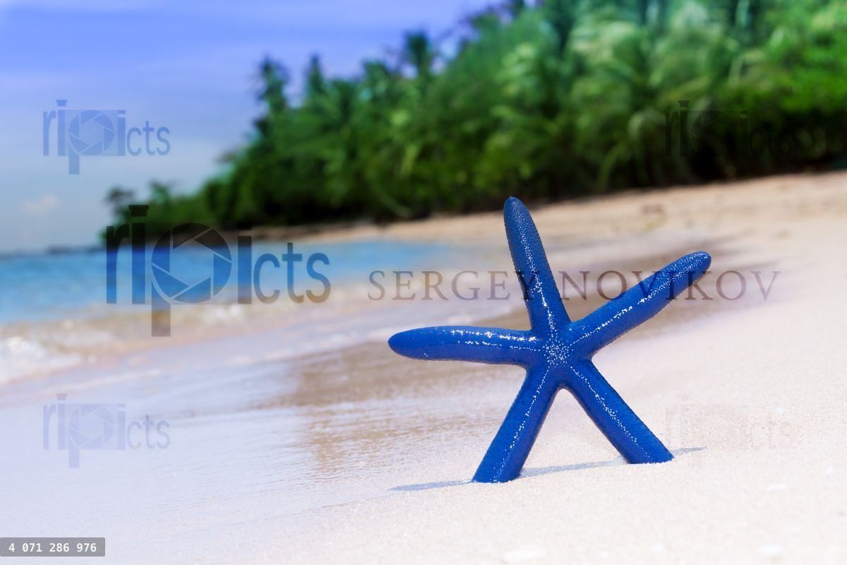 blue starfish on white sand beach