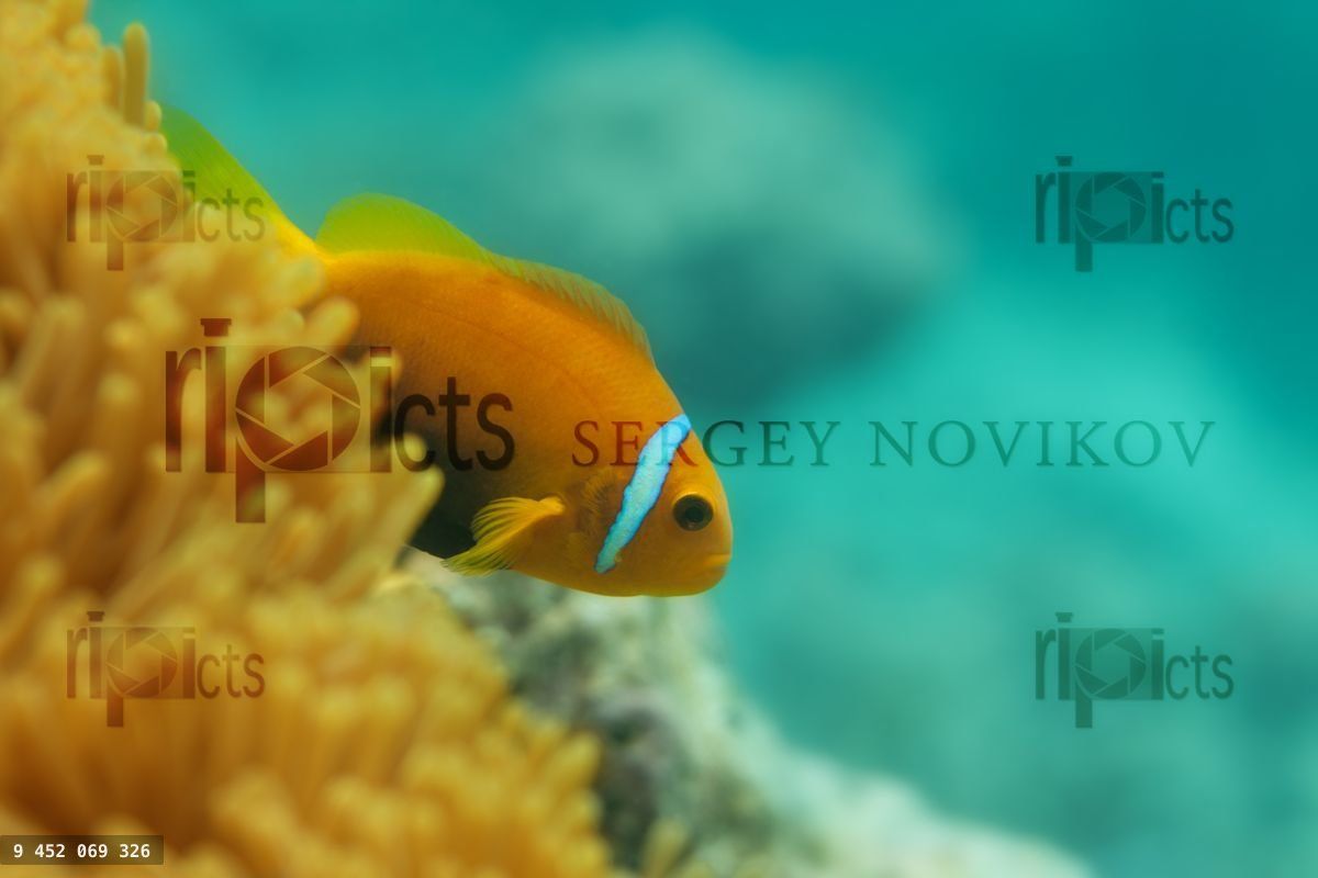 Close up of clownfish in anemones