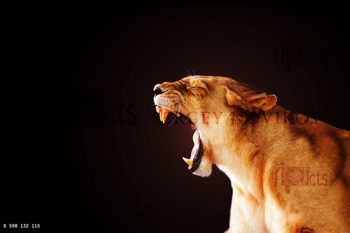 Yarning female lion showing tooth in scary look