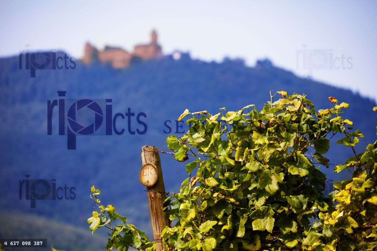 Wooden "BIO" sign in vineyard, lush greenery and hills visible