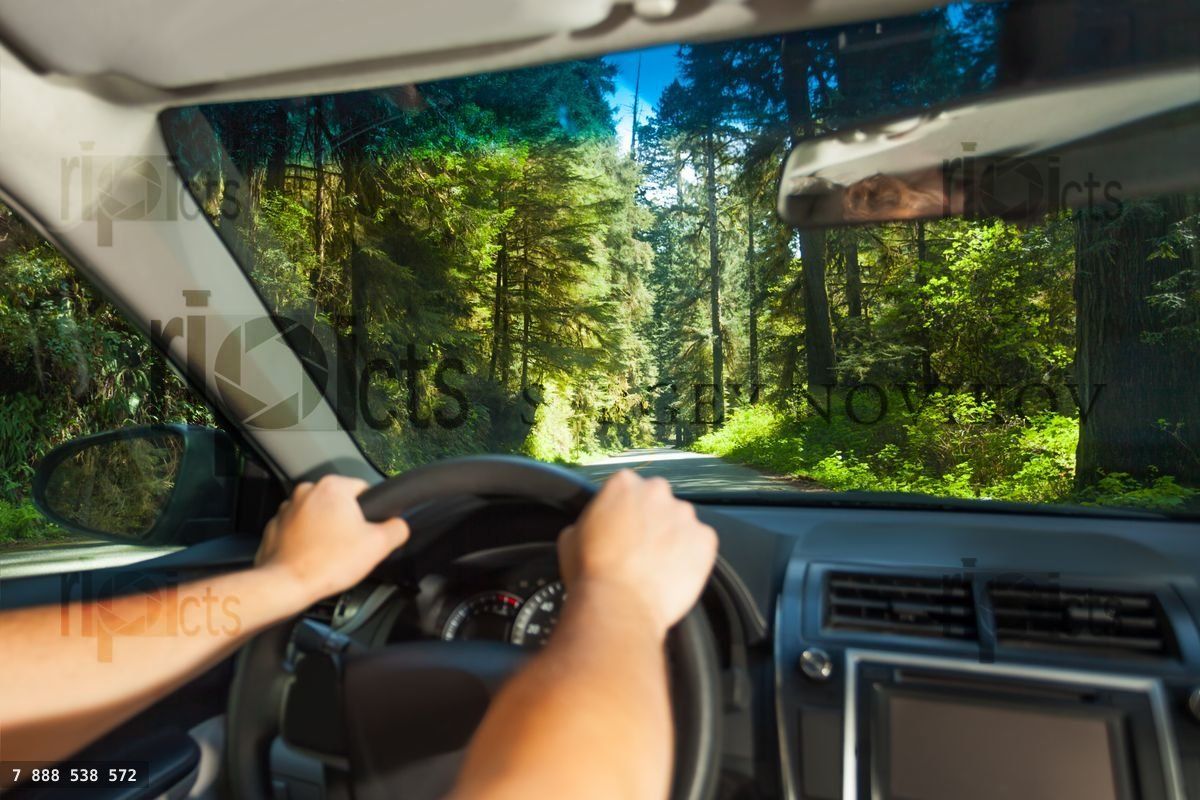 Hands of driving man inside the car in Redwood