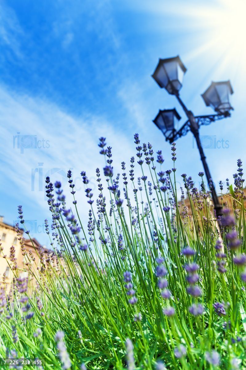 Blooming lavender growing near streetlight