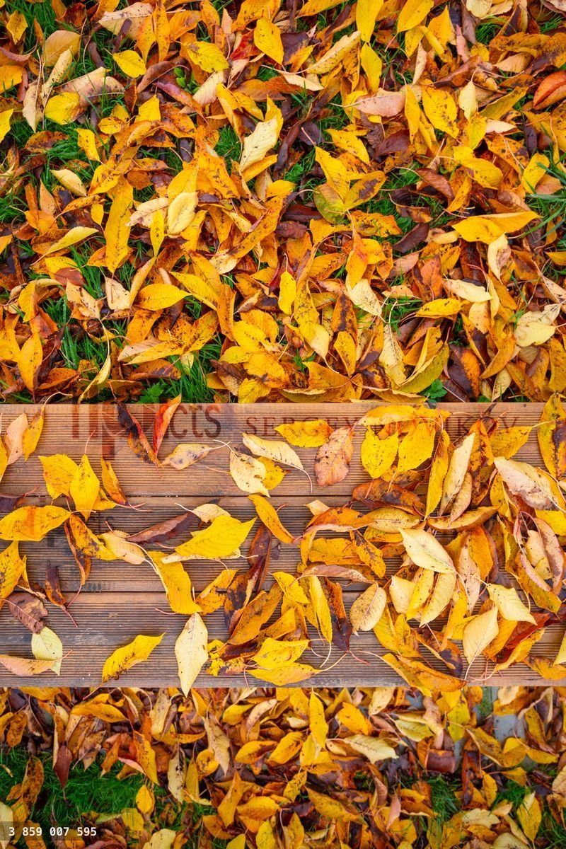 Wooden bench and colorful autumn yellow leaves