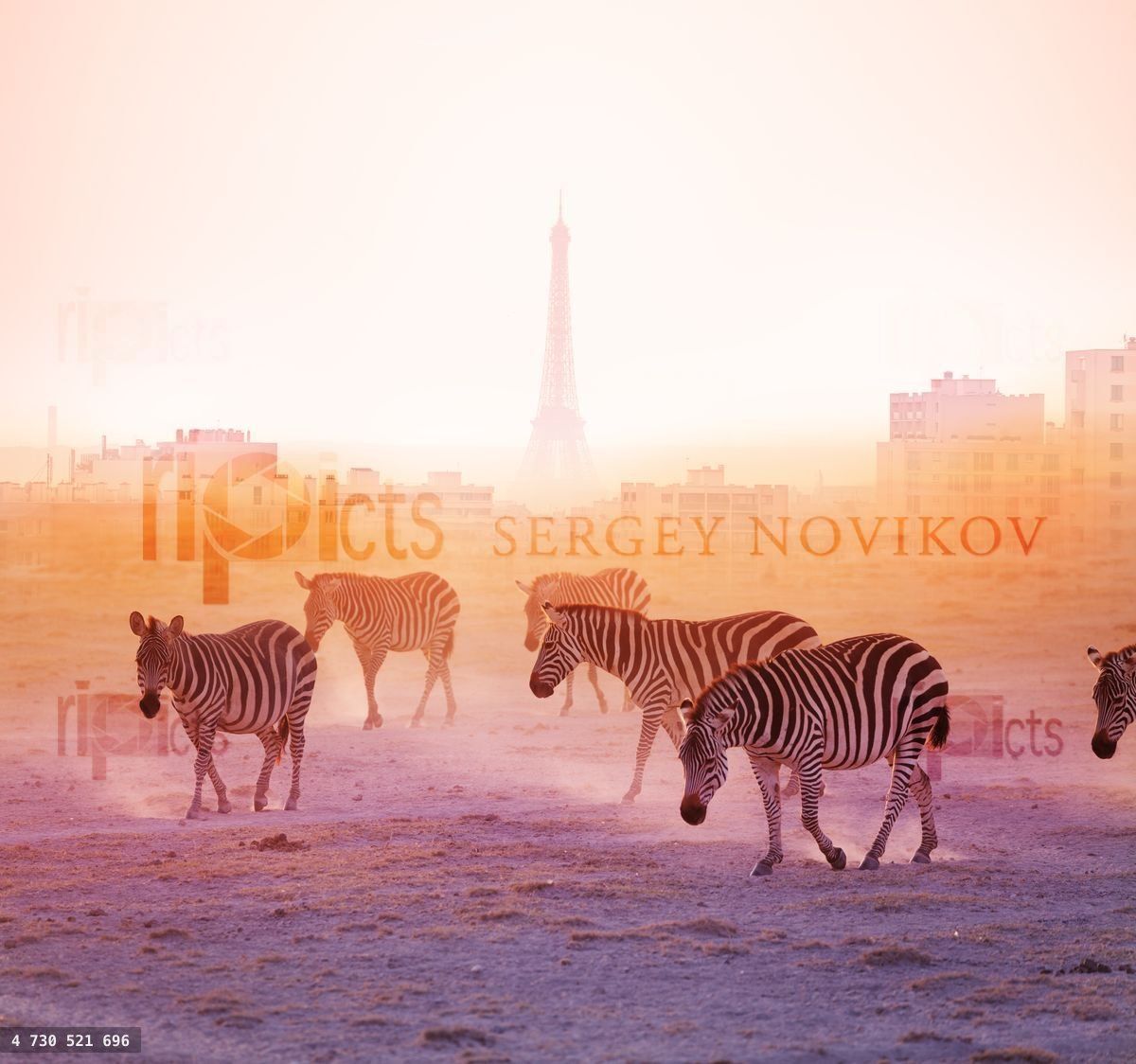 Group of zebras walking with Paris on background