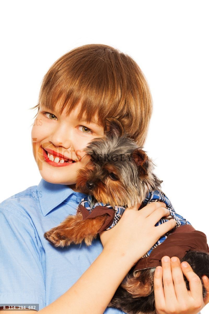 Yorkshire Terrier in pullover with smiling boy