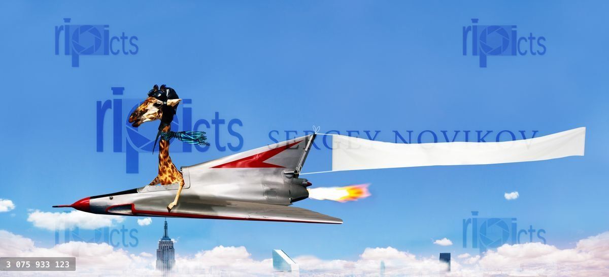 Giraffe pilot fly plane with advertising banner