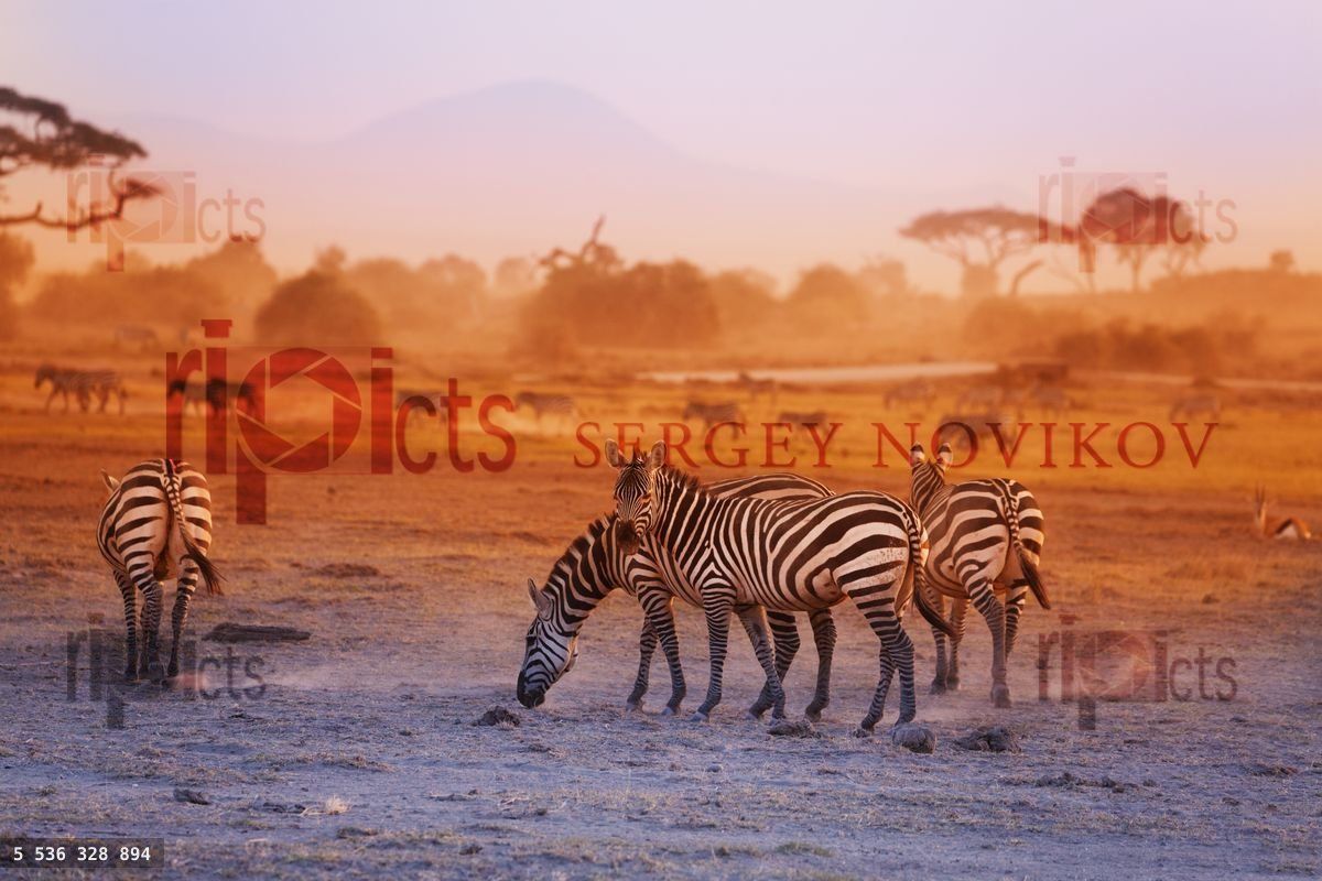 Zebras herd on savanna at sunset, Amboseli, Africa