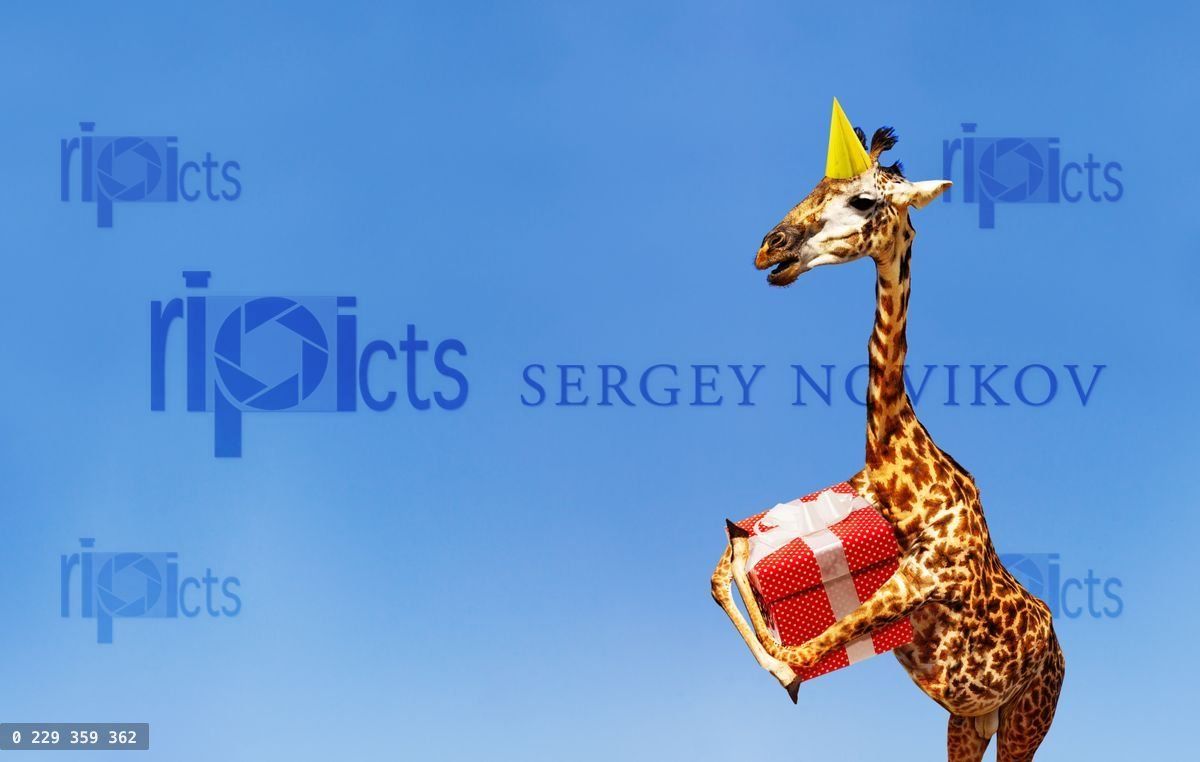 Giraffe with birthday present and cap on blue sky