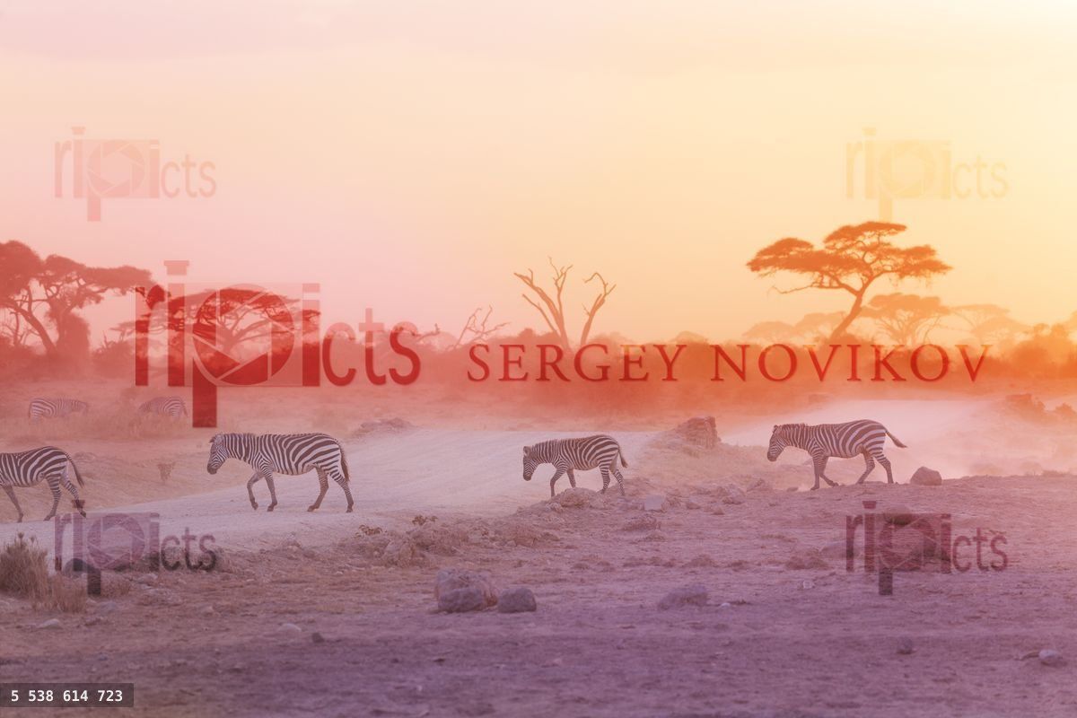 Zebras herd on dusty savanna at sunset, Africa
