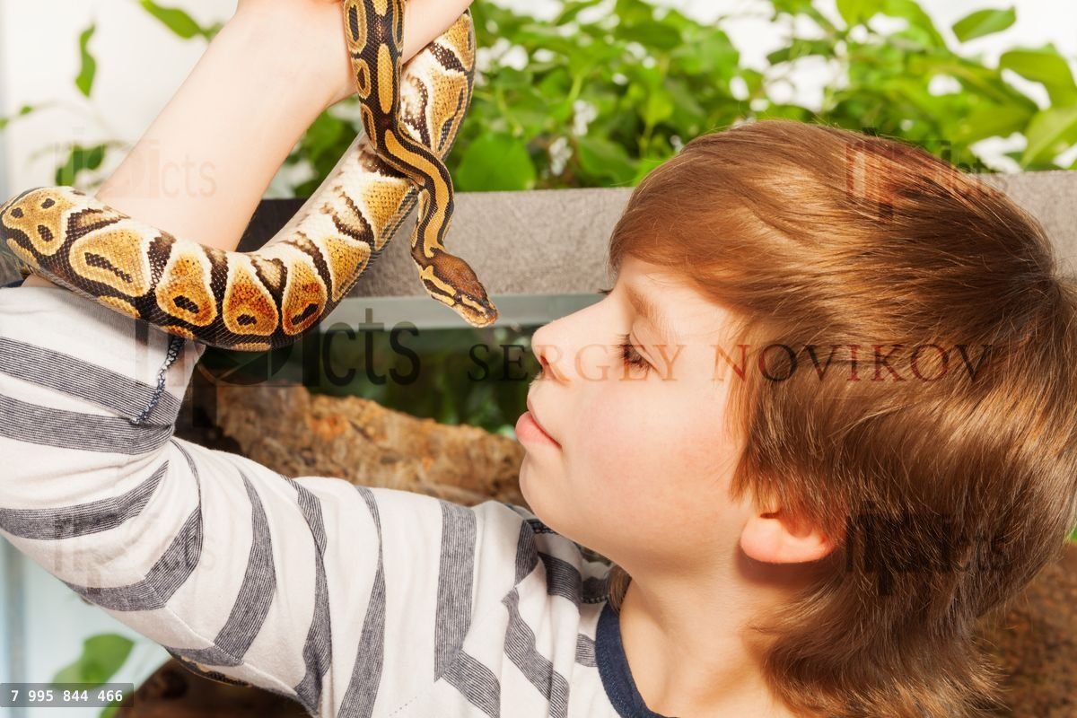 Young boy with pet snake Royal or Ball Python