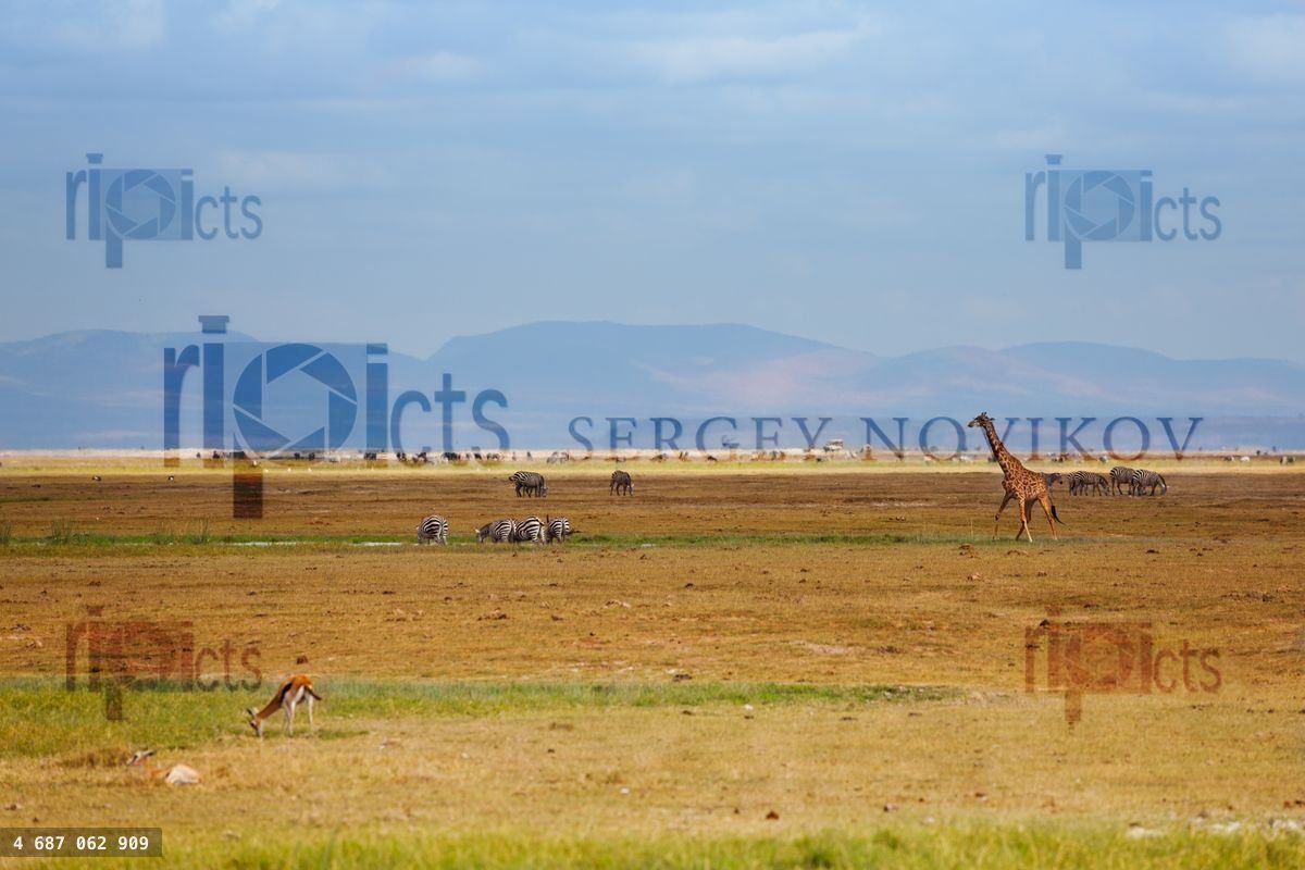 Giraffe and zebras in Kenya savanna natural park