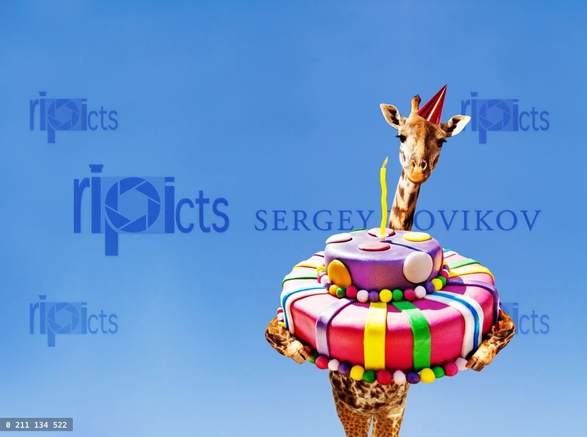 Giraffe with birthday cake and cap on blue sky