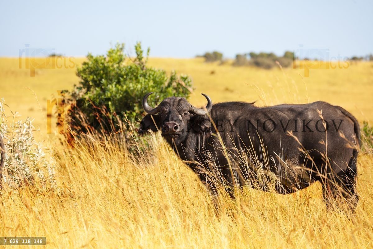 Buffalo bull standing at grass plain of savannah