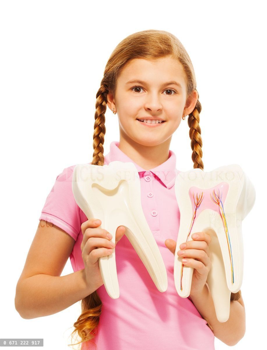 Young girl studying structure of the tooth