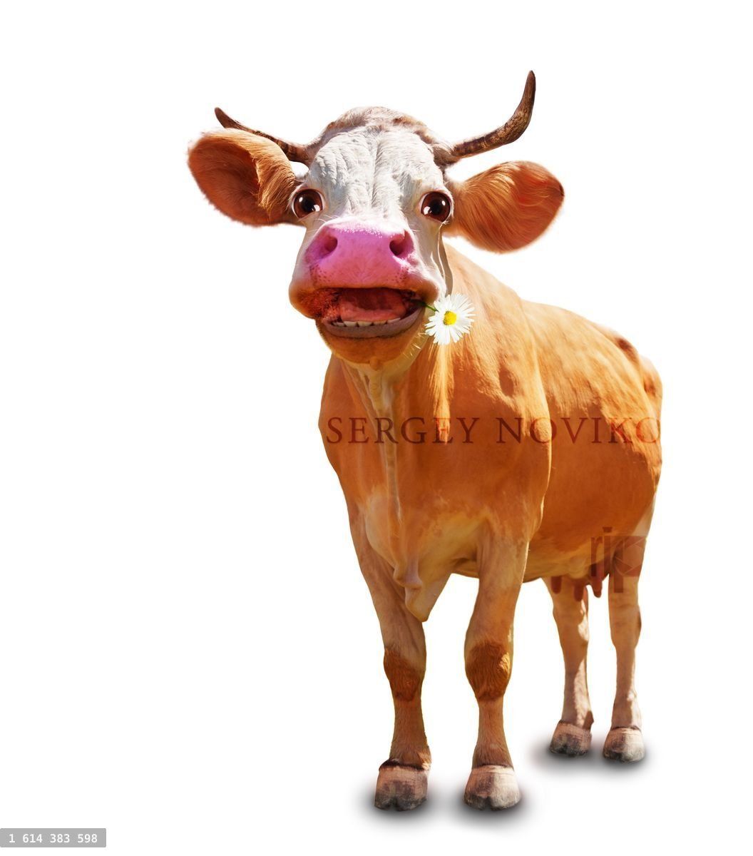 Funny image of the cow with focus on head