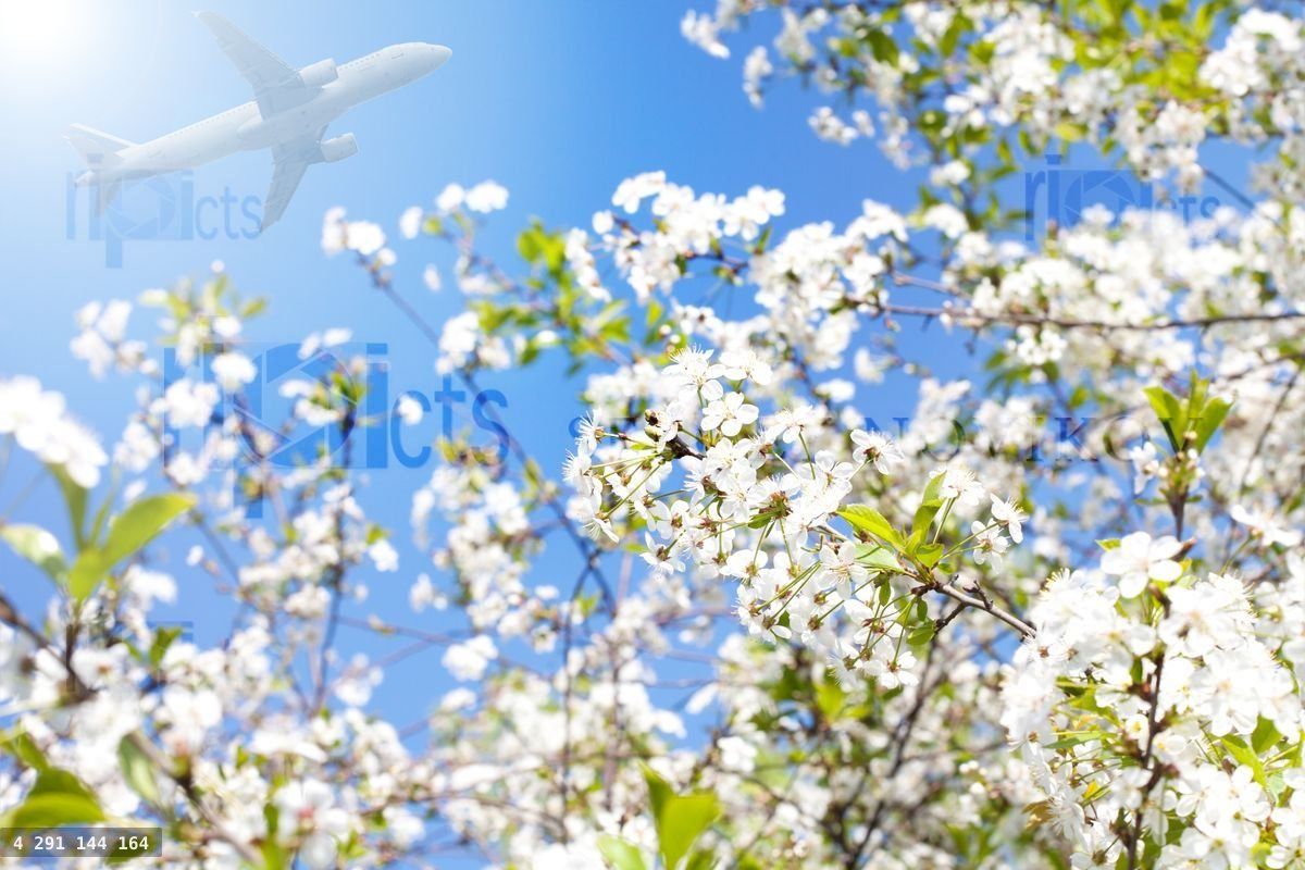 Cherry flowers and airplane