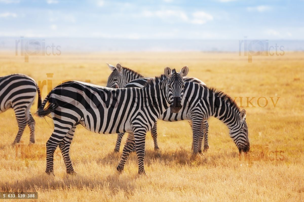 Zebras pasturing at the Kenyan savannah, Africa