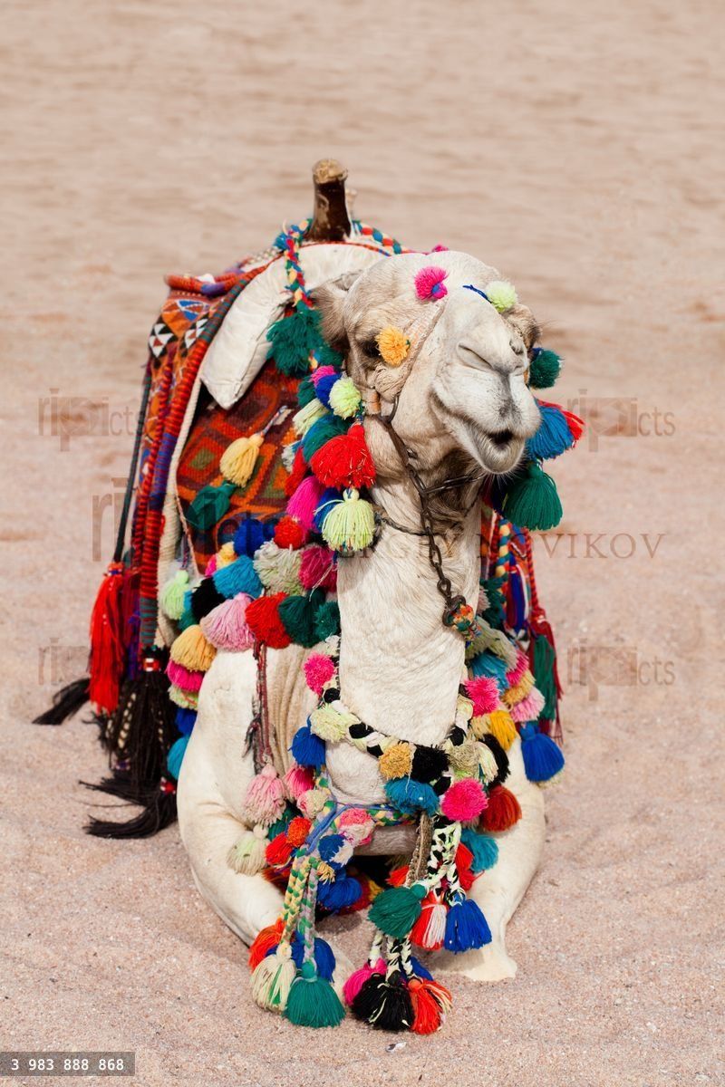 Camel in color decorations