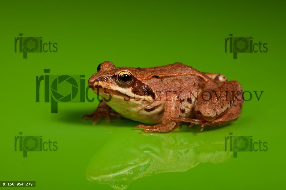 Frog on the green background