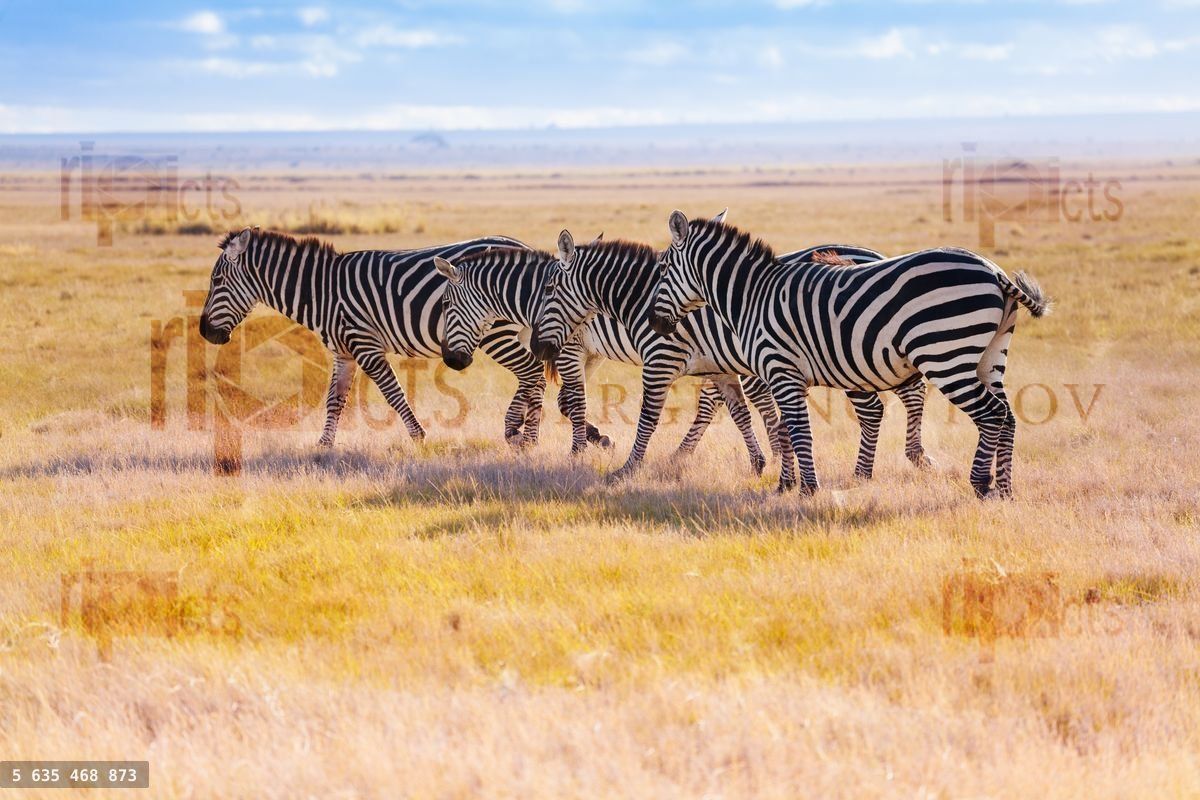 Four zebras walking in the wilderness of Africa