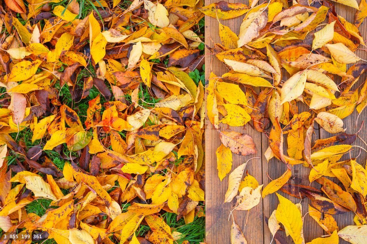Wooden bench and colorful yellow orange leaves