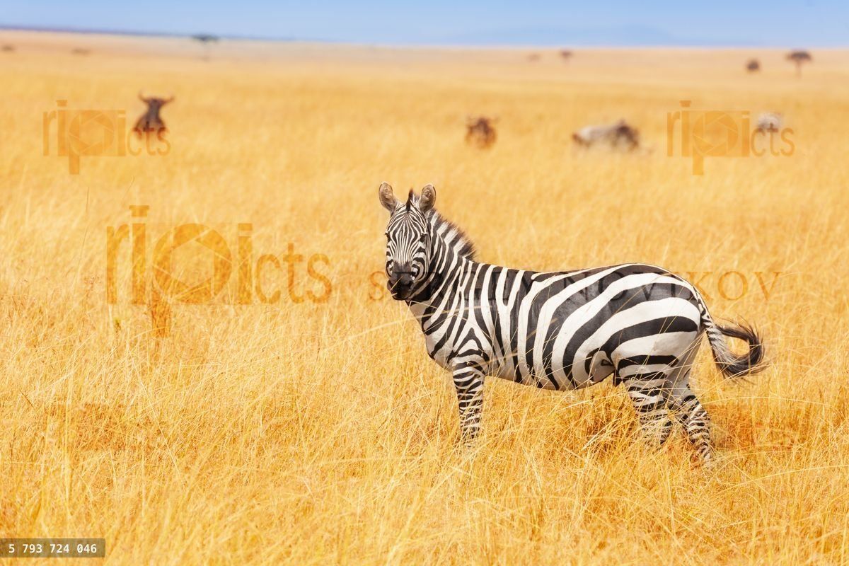 Zebra in the Amboseli National Park, Kenya