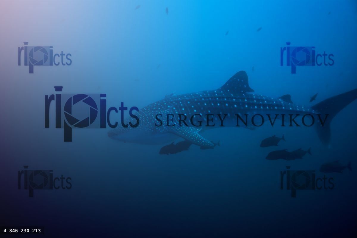 Big whale shark swim deep underwater in the blue