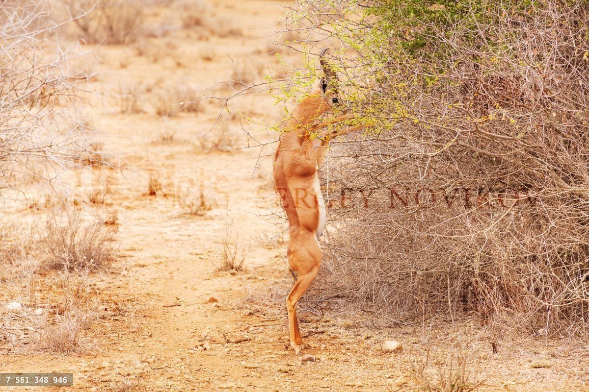 Gerenuk browsing bushes standing on it's hind legs