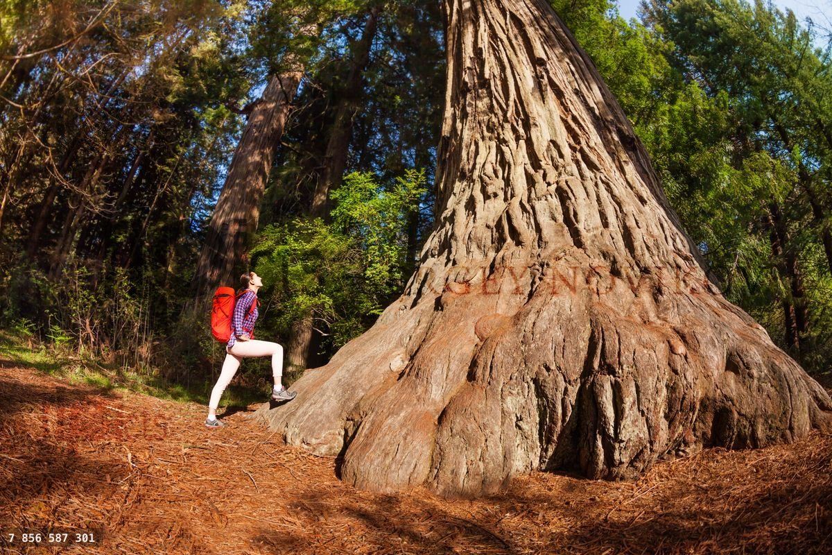 Woman with backpack near the big tree, Redwood