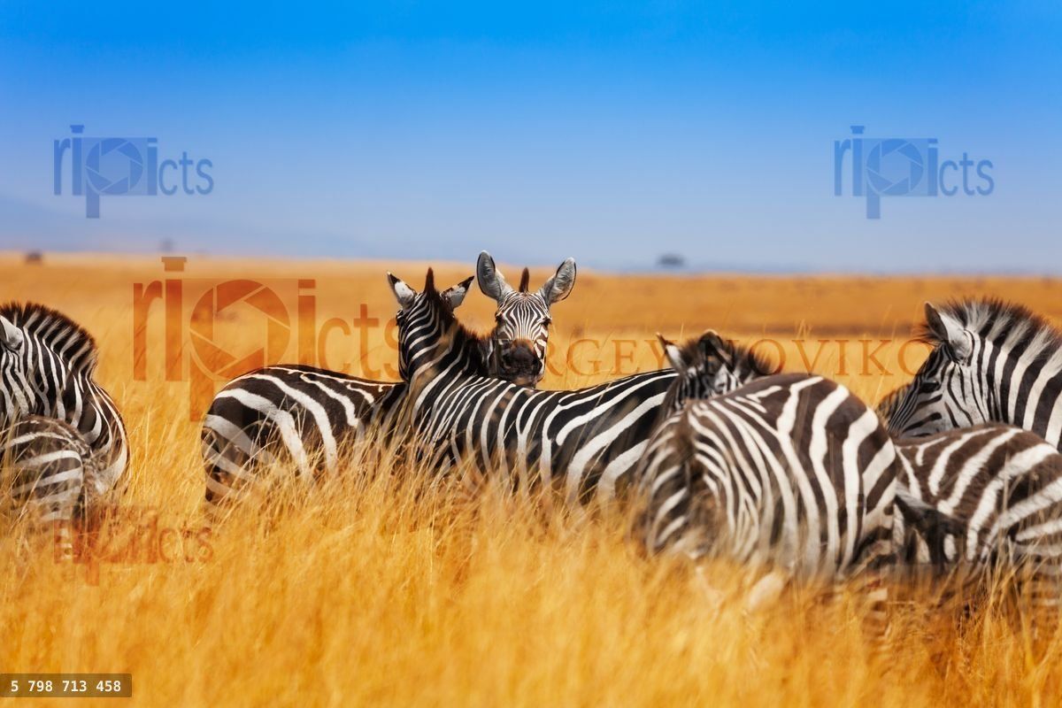 Zebra herd on the grasslands of Kenya, Africa