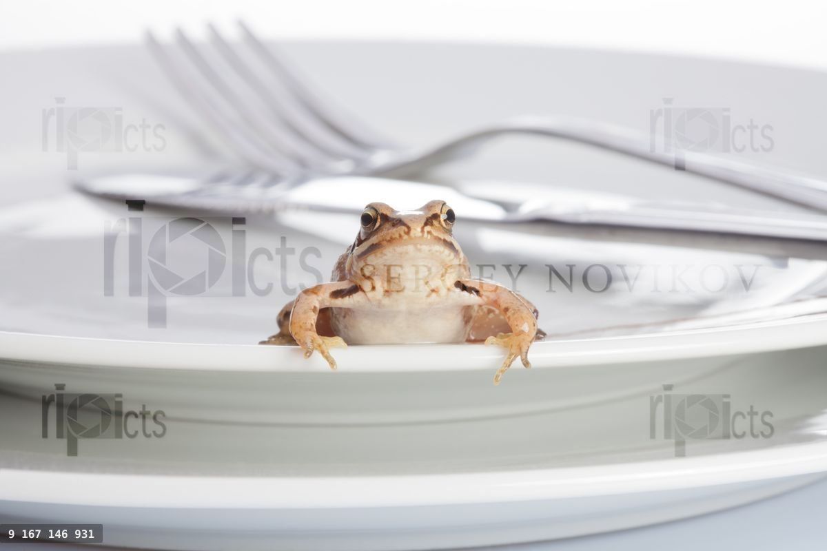 Frog and diner