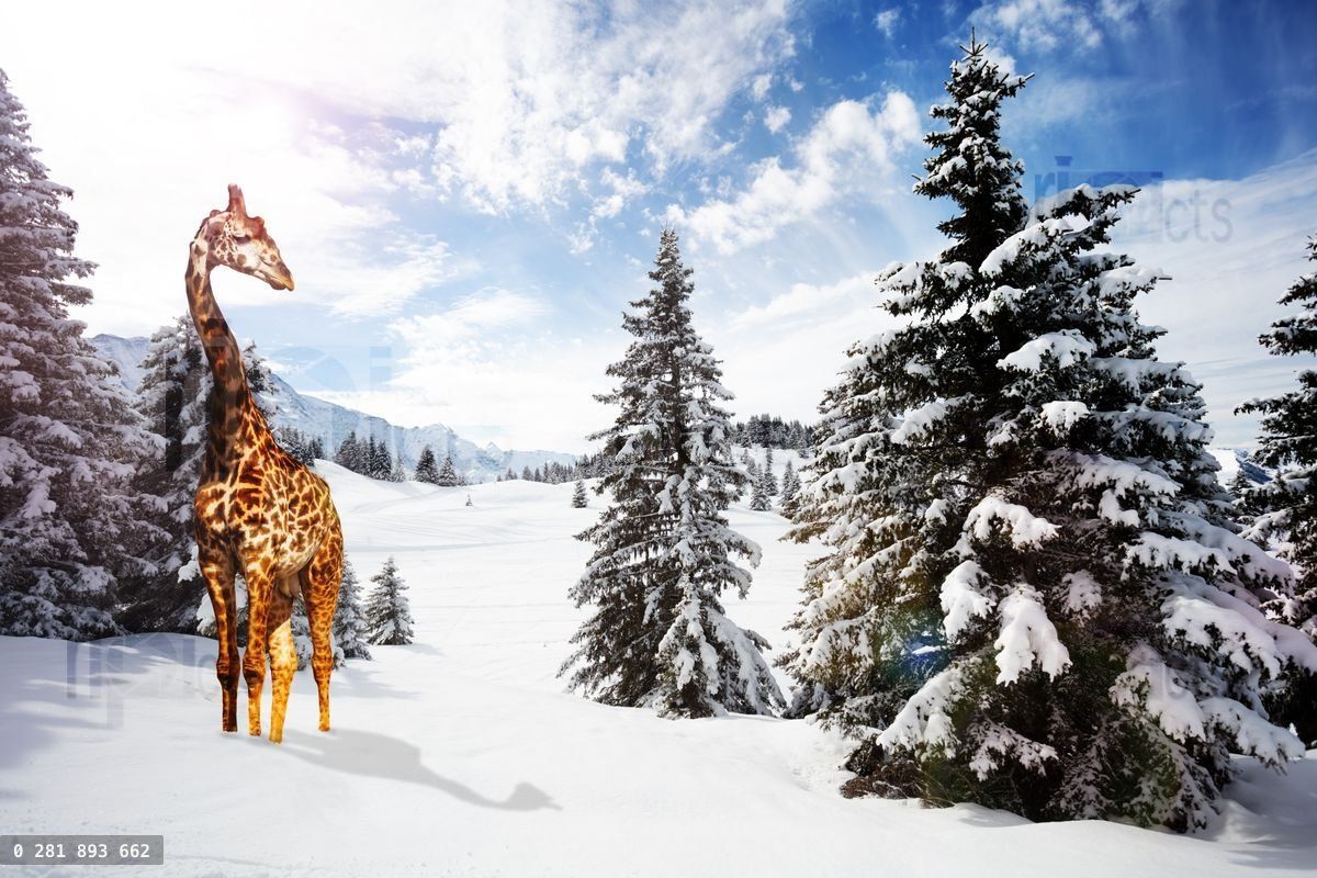 Giraffe stand in cold snow winter mountain forest