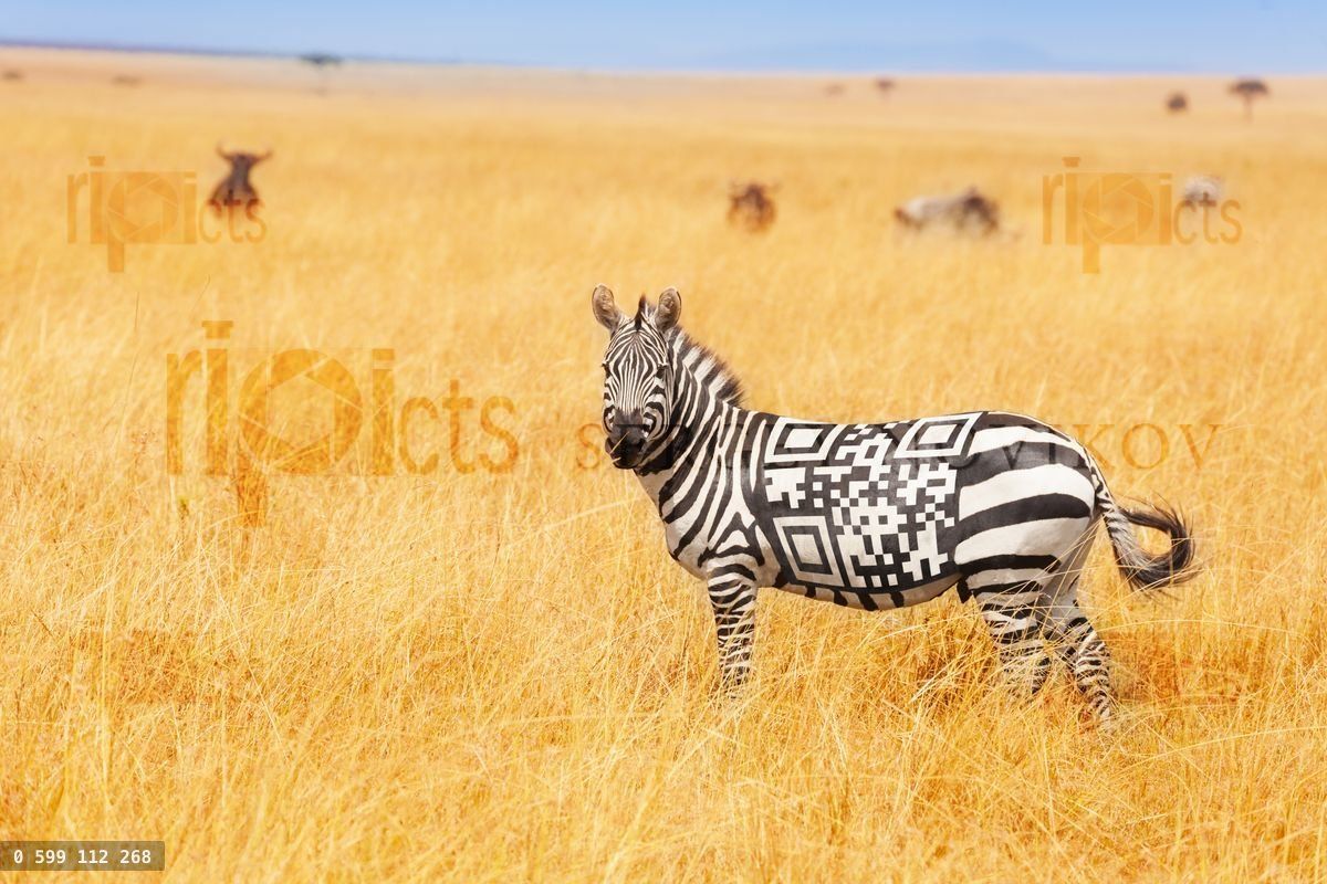 Zebra with QR code on the back concept in field