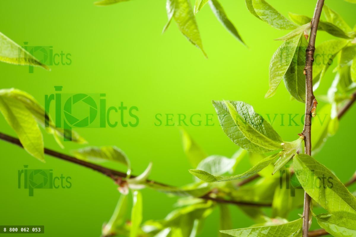 Fresh summer foliage