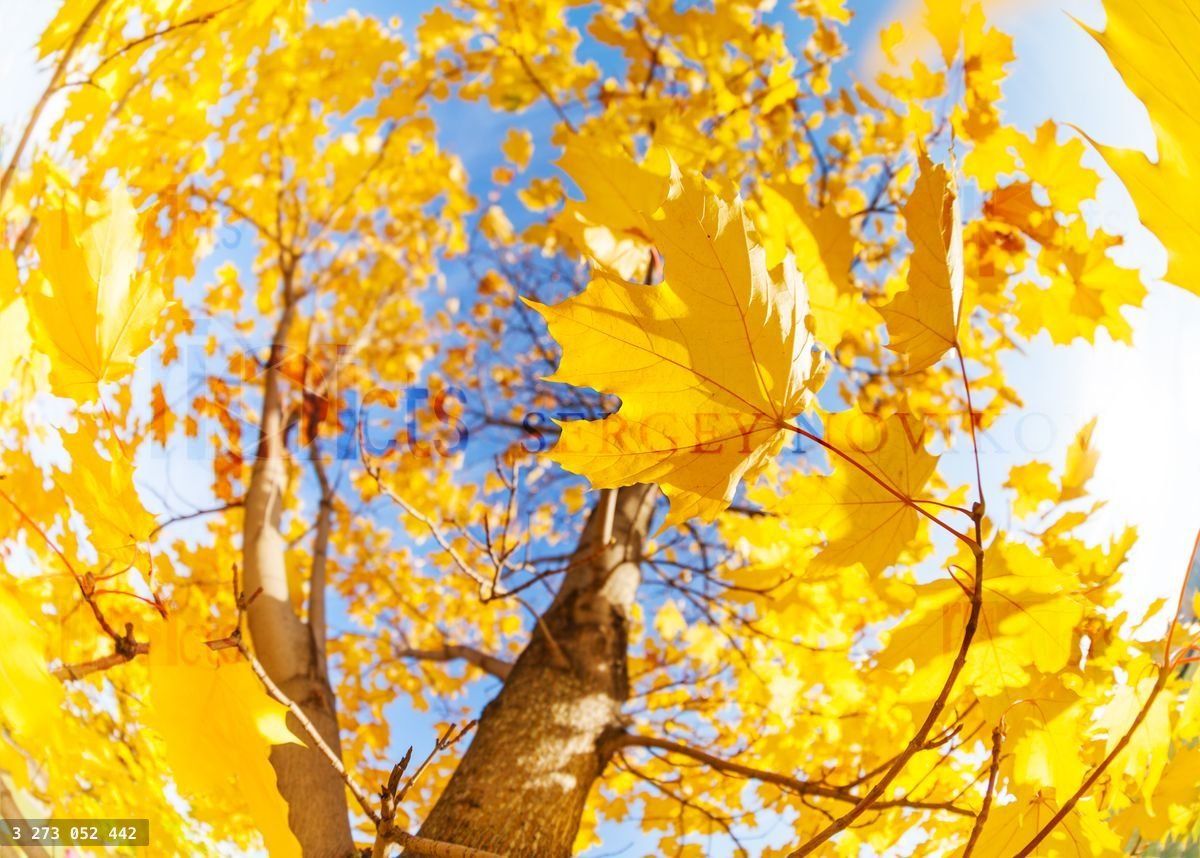 Yellow maple tree leaves composition over sky