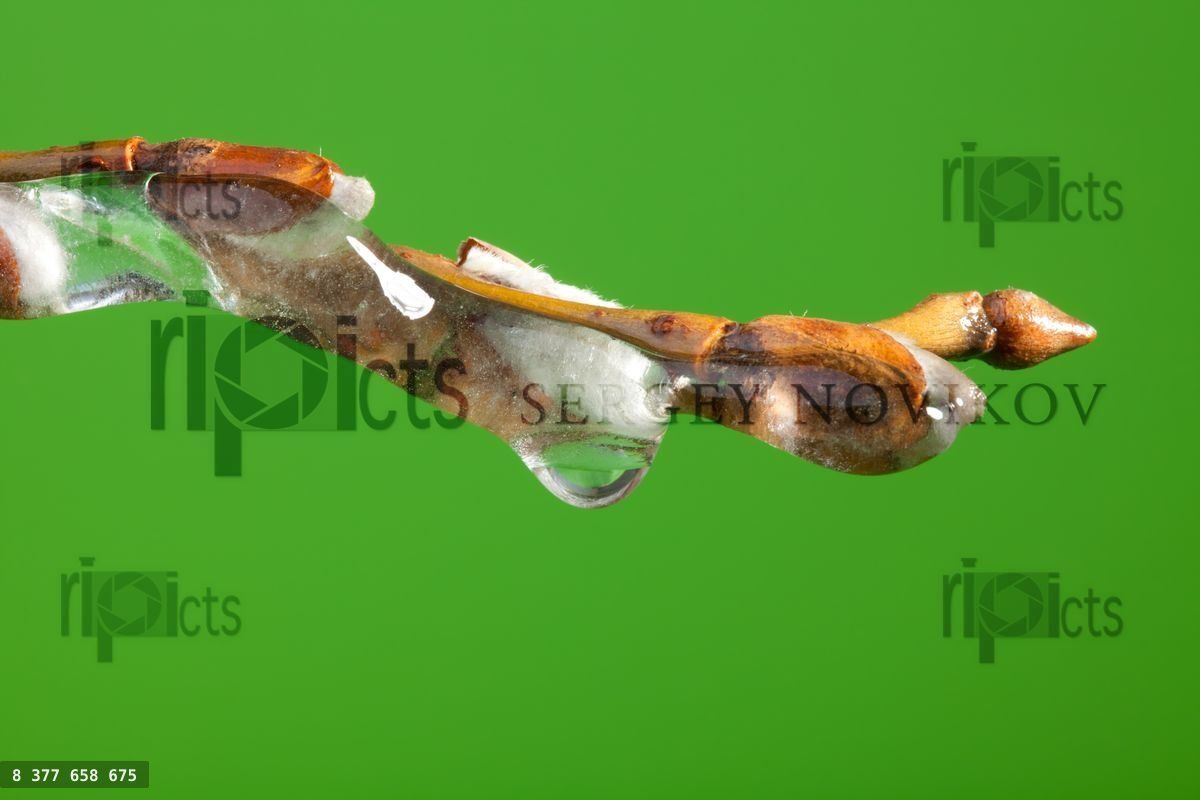 Frozen twig with buds