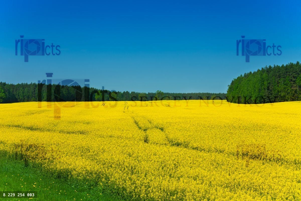 Yellow rapeseed field